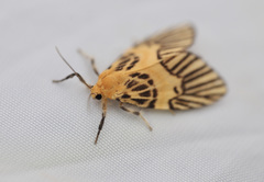 Indiania citrona