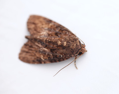 Stenopterygia calida