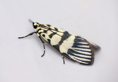 Heortia