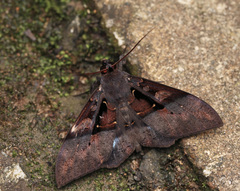 Ischyja inferna