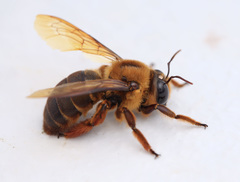 Xylocopa myops