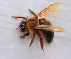 Xylocopa myops