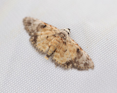 Araeopteron rufescens
