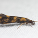 Gold-winged Long-horned Caddisfly - Photo (c) Jason Headley, some rights reserved (CC BY-NC), uploaded by Jason Headley