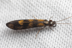 Mystacides interjectus