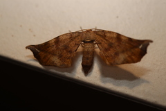 Parepisparis excusata