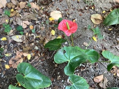Anthurium