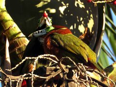 Selenidera maculirostris