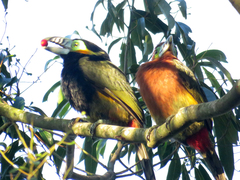 Selenidera maculirostris