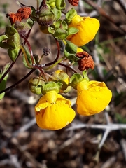 Calceolaria ascendens