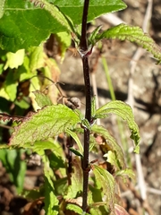 Calceolaria ascendens