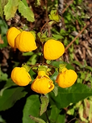 Calceolaria ascendens