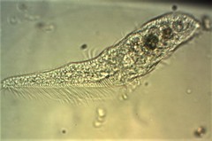 Stichotricha