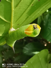 Enpinanga borneensis