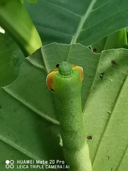 Enpinanga borneensis
