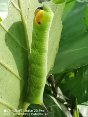 Enpinanga borneensis