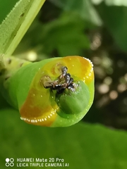 Enpinanga borneensis