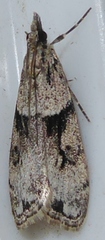 Eudonia spaldingalis