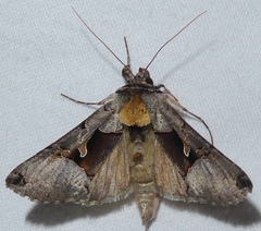 Autographa ampla