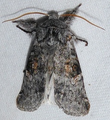 Meleneta antennata