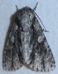 Acronicta liturata