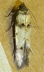 Stilbosis tesquella