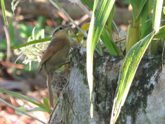 Anabacerthia lichtensteini