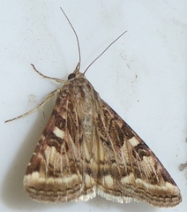 Protoschinia nuchalis