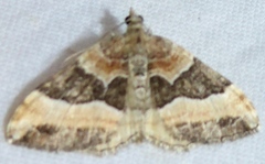 Xanthorhoe mirabilata