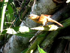 Anabacerthia lichtensteini