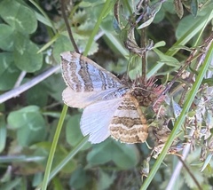 Asaphodes cataphracta