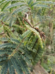 Paraserianthes