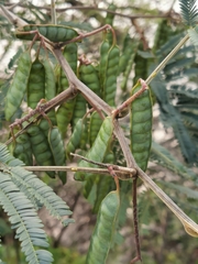 Paraserianthes