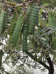 Paraserianthes