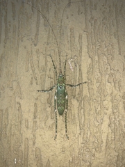 Dasyscelus dilatatus