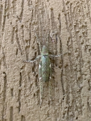 Dasyscelus dilatatus