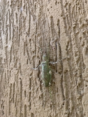 Dasyscelus dilatatus