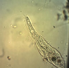 Stichotricha