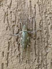 Dasyscelus dilatatus