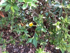 Sphagneticola trilobata