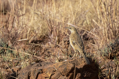 Anthus nicholsoni nicholsoni