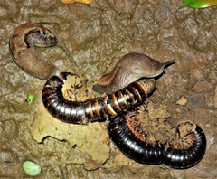 Urocyclus kirkii