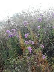 Chromolaena pulchella