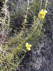 Calceolaria thyrsiflora