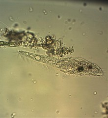 Stichotricha