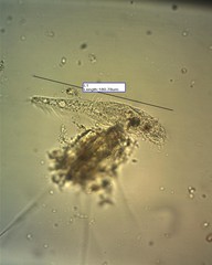 Stichotricha