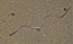 Atractaspis bibronii