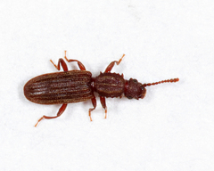 Oryzaephilus surinamensis