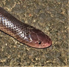 Atractaspis bibronii