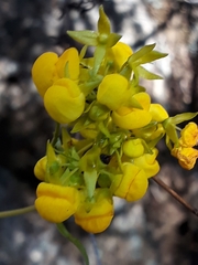 Calceolaria thyrsiflora